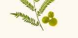 Amla